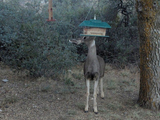 Mule deer at bird feeder Yarnell Arizona