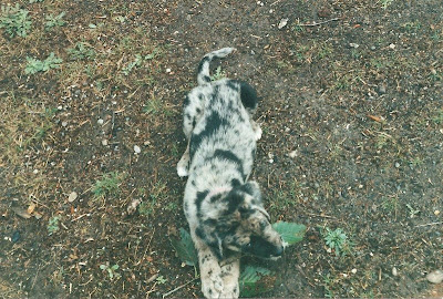 Carson as 2 month old puppy