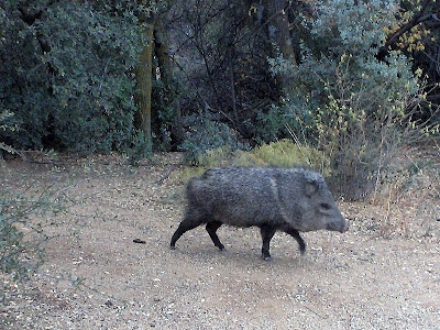 Javelina Yarnell Arizona