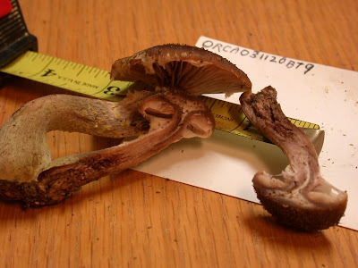 Cut fungi Oregon Caves National Monument Oregon