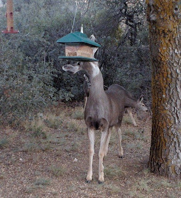 Mule deer at bird feeder Yarnell Arizona