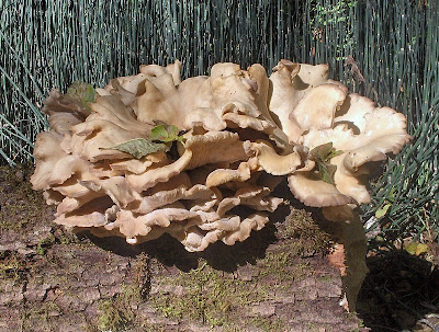 Oyster mushrooms Oregon