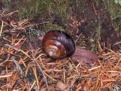 Roth Forest Snail Siskyou National Forest Oregon