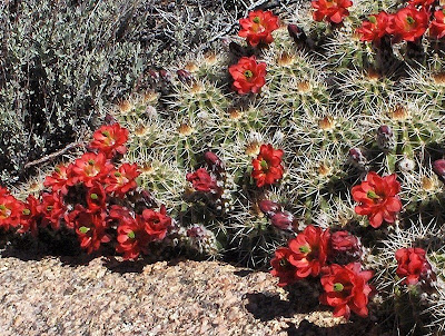 Pin Cushion Cactus flowers Arizona