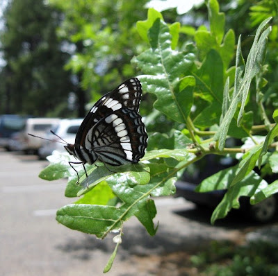 Weidemeyer’s Admiral Butterfly on Gambel Oak North Rim Grand Canyon National Park Arizona