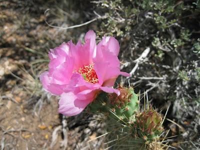 Prickly Pear cactus bloom Cape Final trail North Rim Grand Canyon National Park Arizona