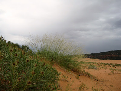 Coral Pink Sand Dunes State Park Utah