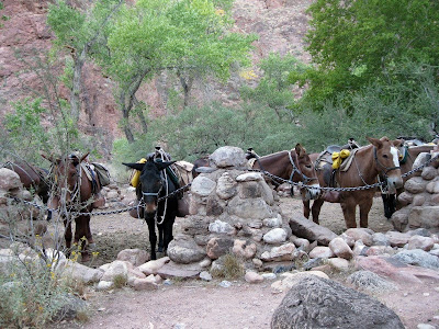 Phantom Ranch Rim to Rim Grand Canyon Day 3 - Part 5