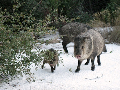 javelina