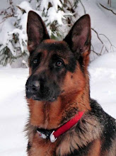 Sheba our pedigree GSD. At 14mnths