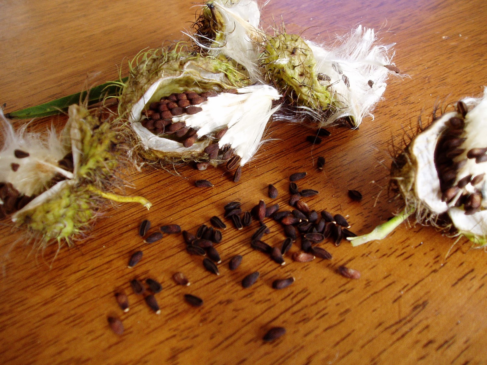 Charlotte Scott Textile Artist Swan Plant Seeds for Laura