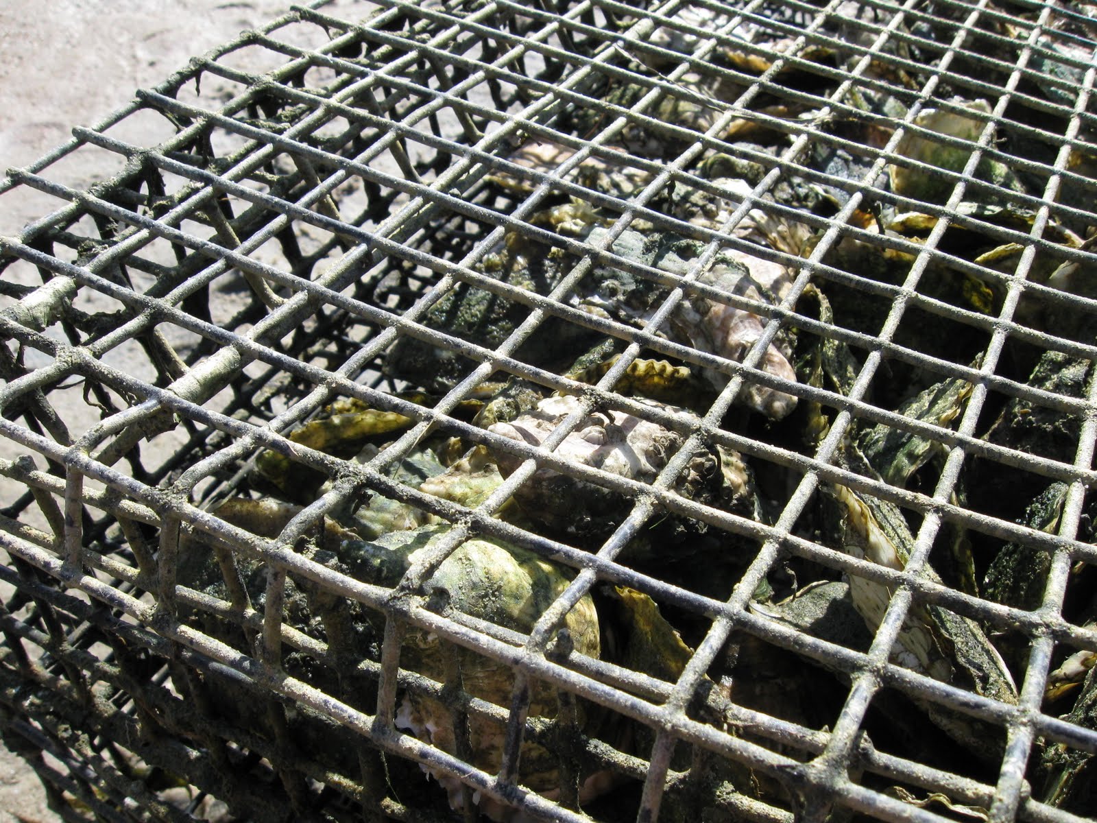 Gluten Free Maven Best Oysters in Town East Dennis Oyster Farm