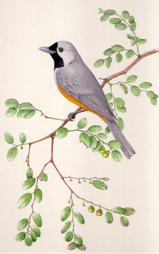 [bird.bmp]