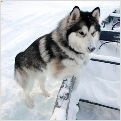 Jen of Nunavut: December 2007