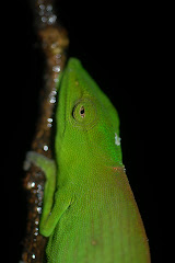 More than just a pretty face