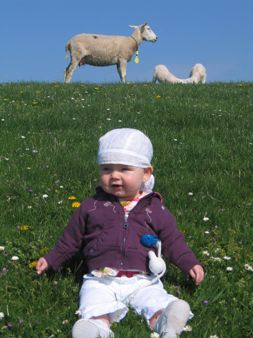 Op Terschelling tussen de schapen