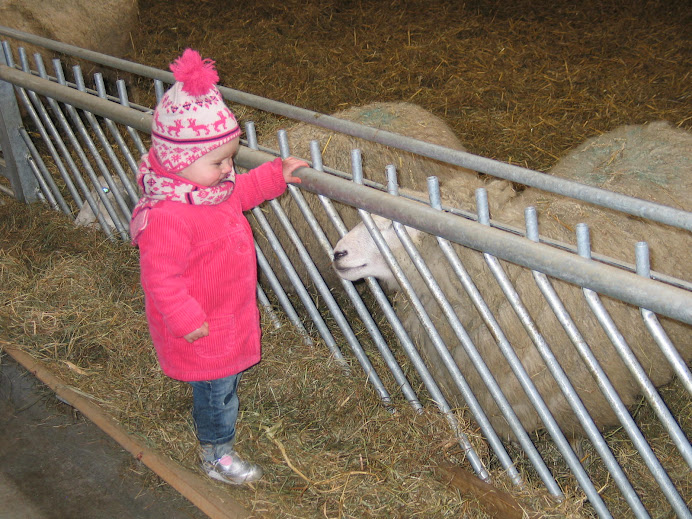 Schapen in de Schaapskooi