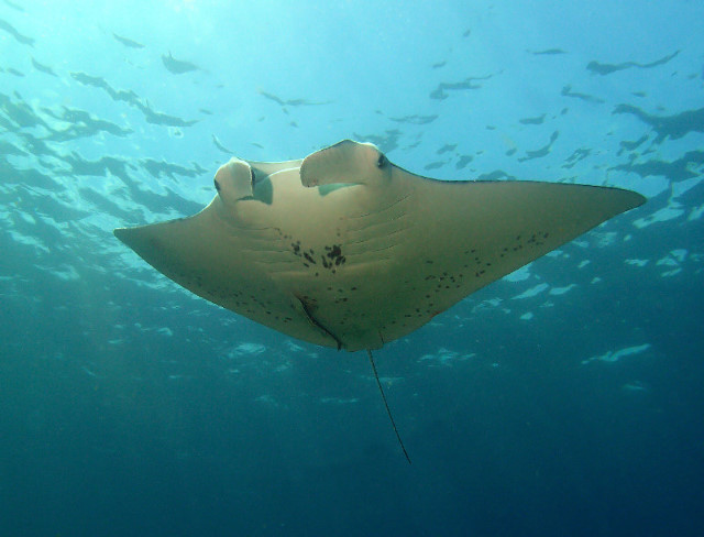 Fauna Marina: Manta birostris