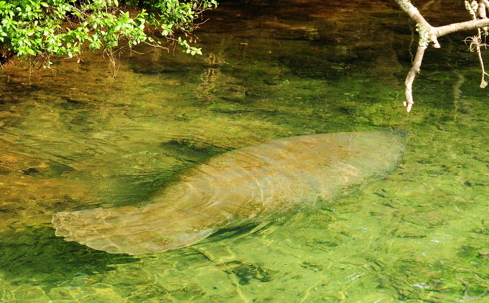 Dina's City Wildlife Adventures: Manatees at Homosassa Springs