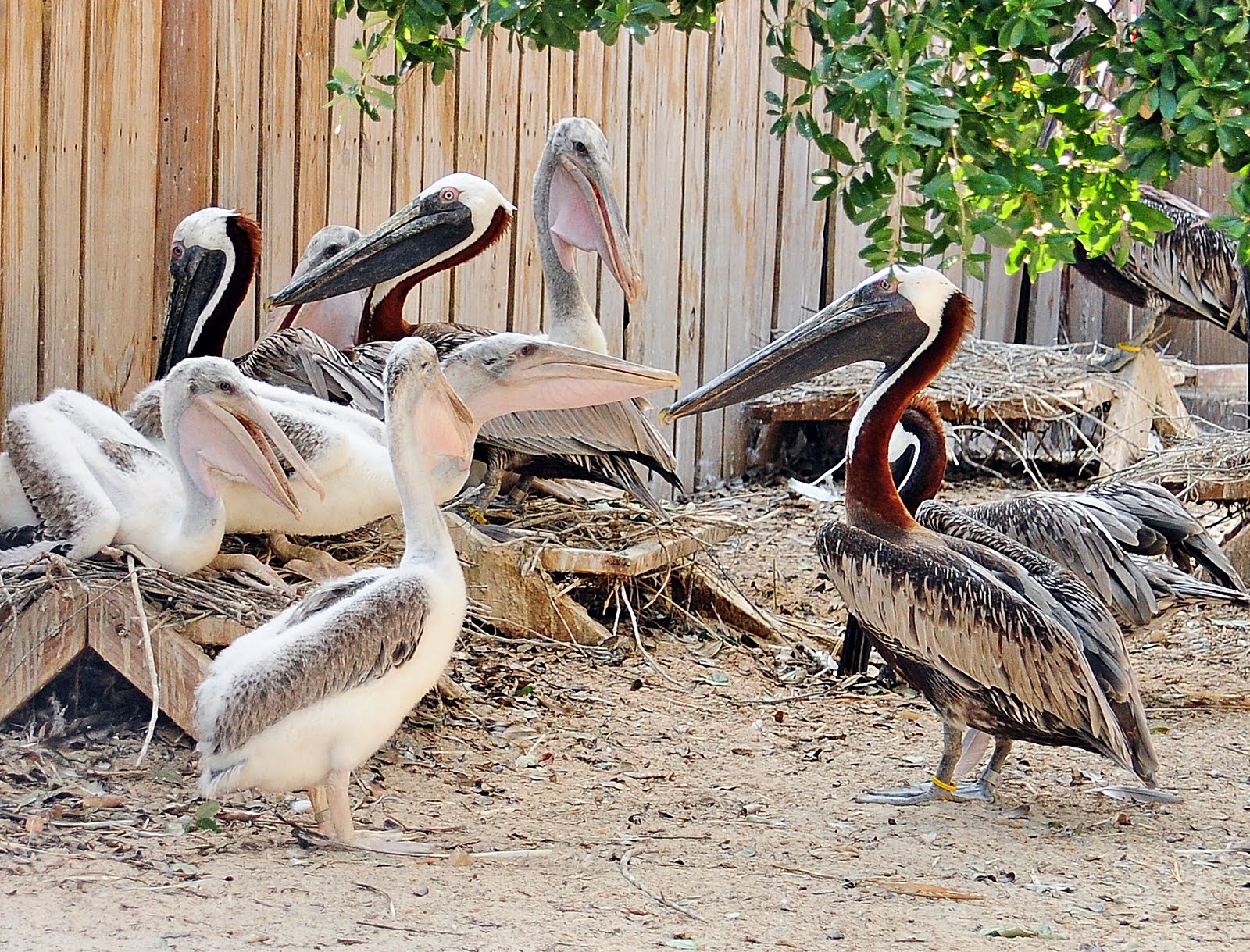 Dinas City Wildlife Adventures Baby Brown Pelicans At Suncoast