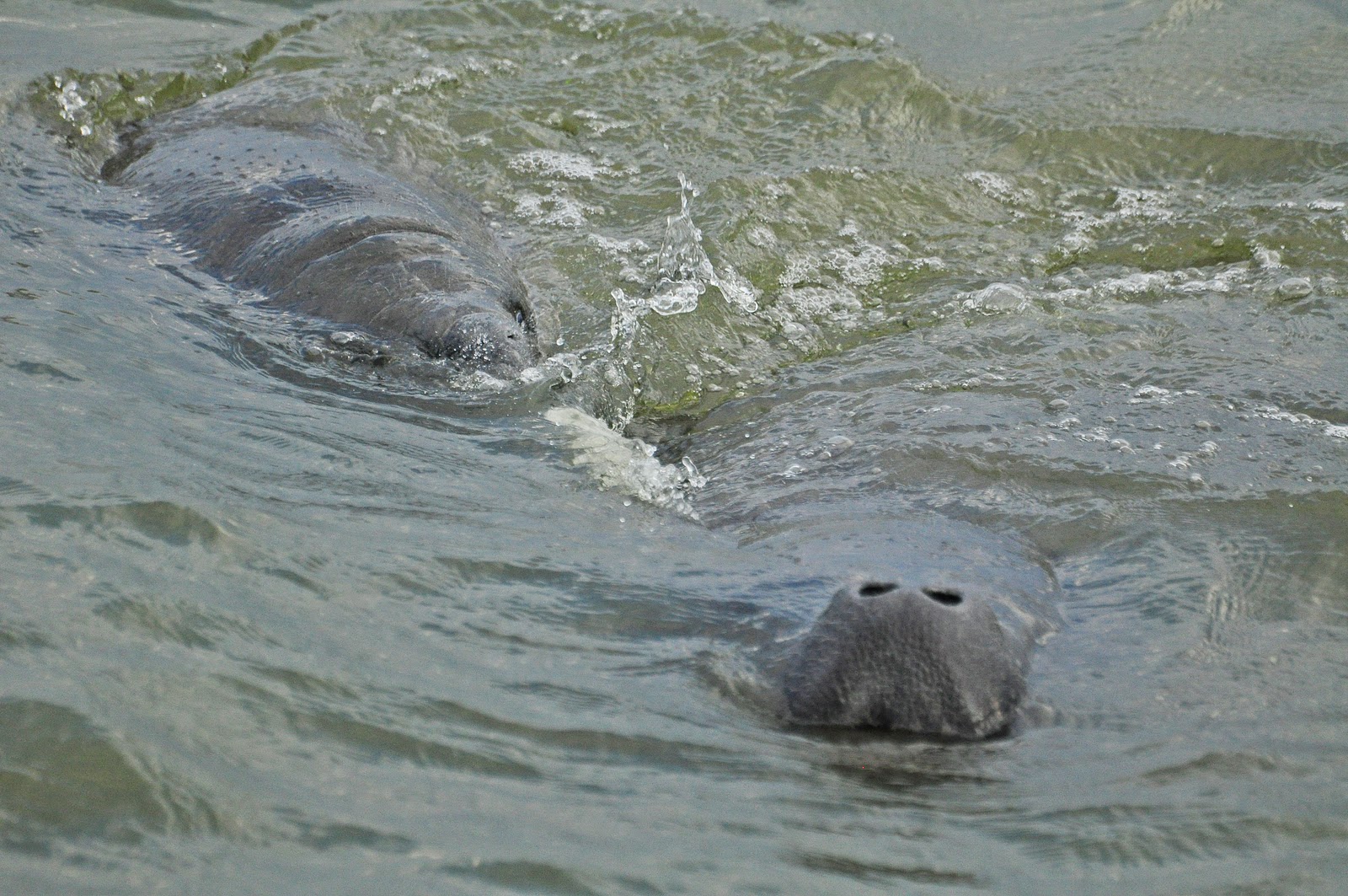 Dina's City Wildlife Adventures Manatees at Safety Harbor Fishing Pier.