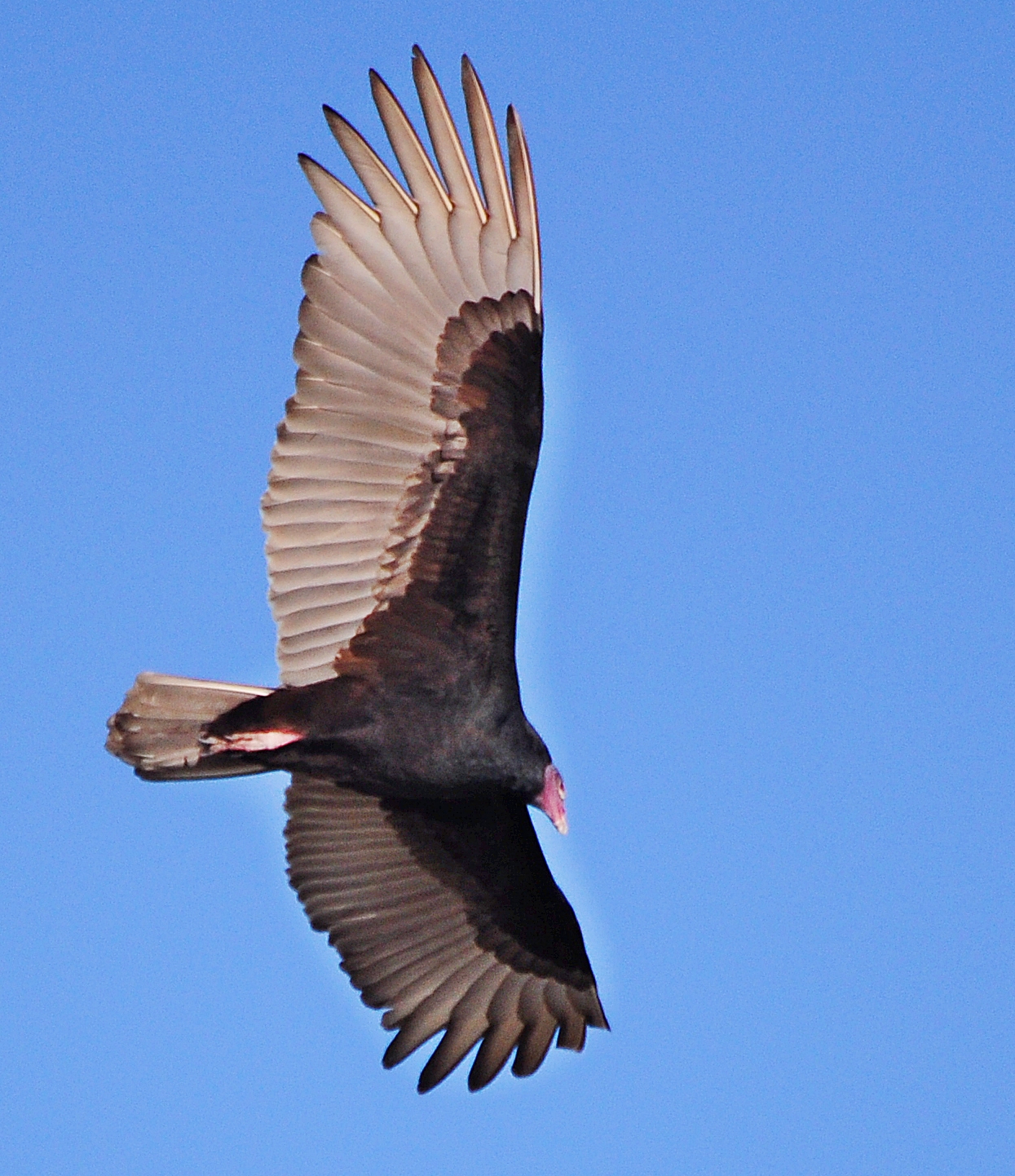 Dina's City Wildlife Adventures Celery Field variety of birds
