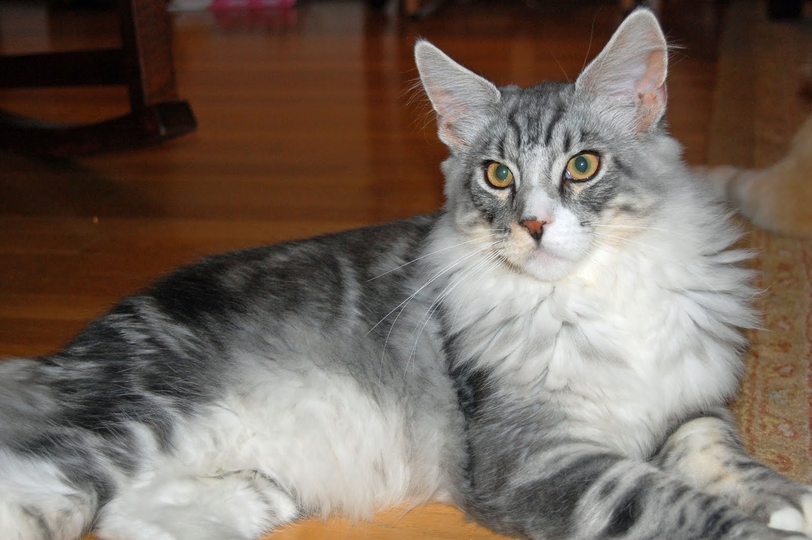 thewildhare: Maine Coon Cats