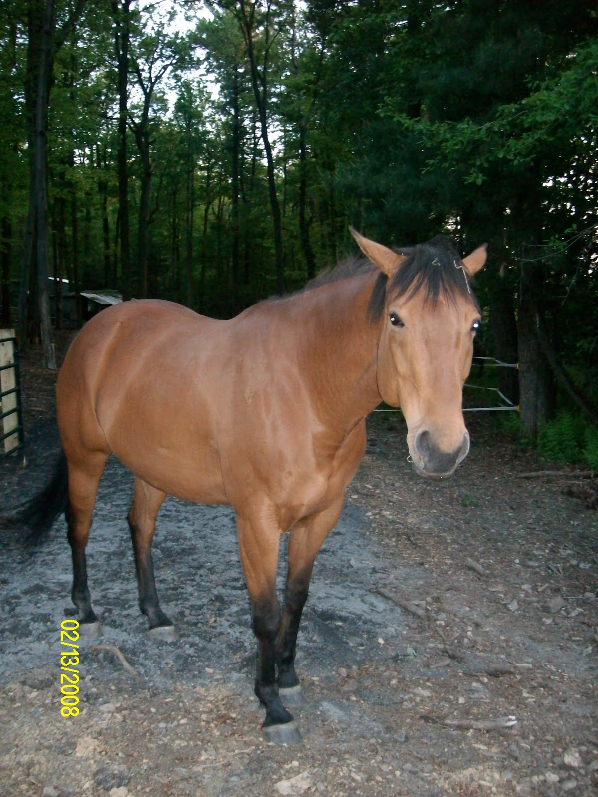 Pepper's Horses More Horse Pics (Grace and Cerise)
