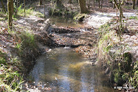 Looking upstream at a ford on the horse trail.