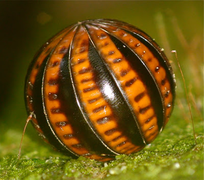 http://1.bp.blogspot.com/_5JU5ZFn0jtI/Sb3awVjILpI/AAAAAAAAADs/6yk32tdMxaw/s400/Kubah+Pill+millipede+(order+Oniscomorpha).jpg