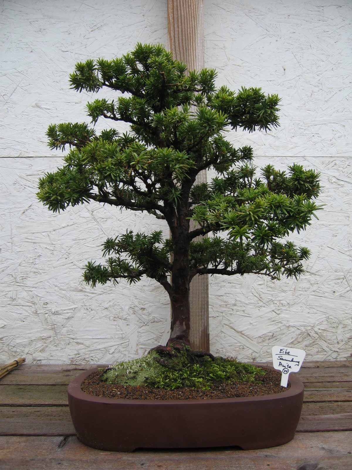 Bonsai das schönste Hobby der Welt BONSAIAUSSTELLUNG ARBEITSKREISE