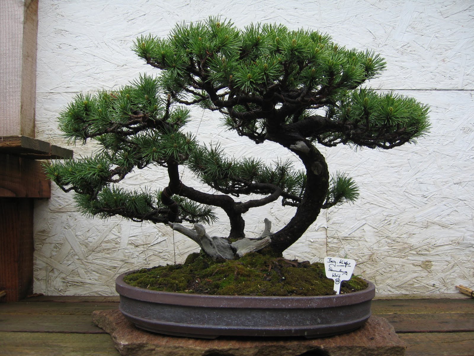 Bonsai das schönste Hobby der Welt BONSAIAUSSTELLUNG ARBEITSKREISE