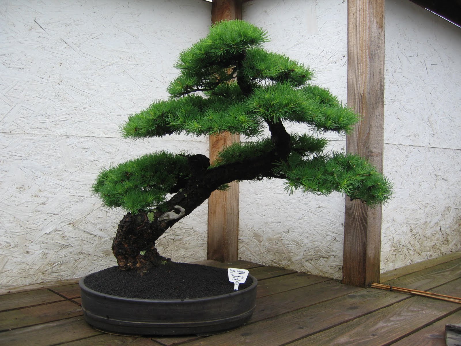 Bonsai das schönste Hobby der Welt BONSAIAUSSTELLUNG ARBEITSKREISE