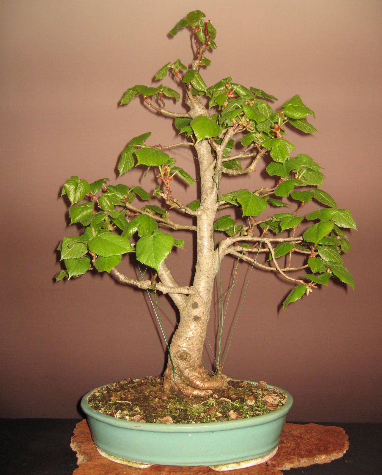 Bonsai das schönste Hobby der Welt SOMMERLINDE IM FRÜHLING