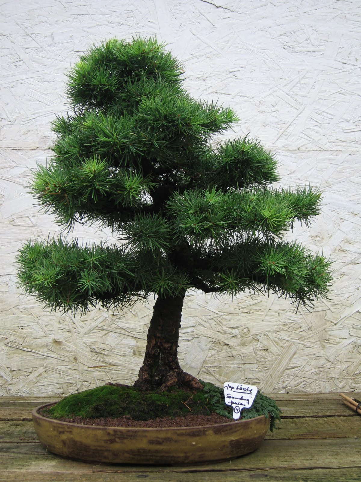 Bonsai das schönste Hobby der Welt: BONSAIAUSSTELLUNG DER DUESSELDORFER ...