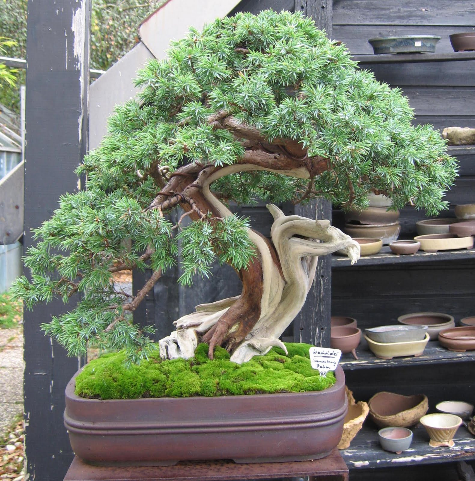 Bonsai das schönste Hobby der Welt: Oktober 2010
