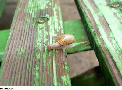 siput+7.jpg
