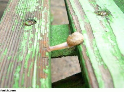siput+4.jpg
