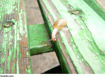 siput+2.jpg