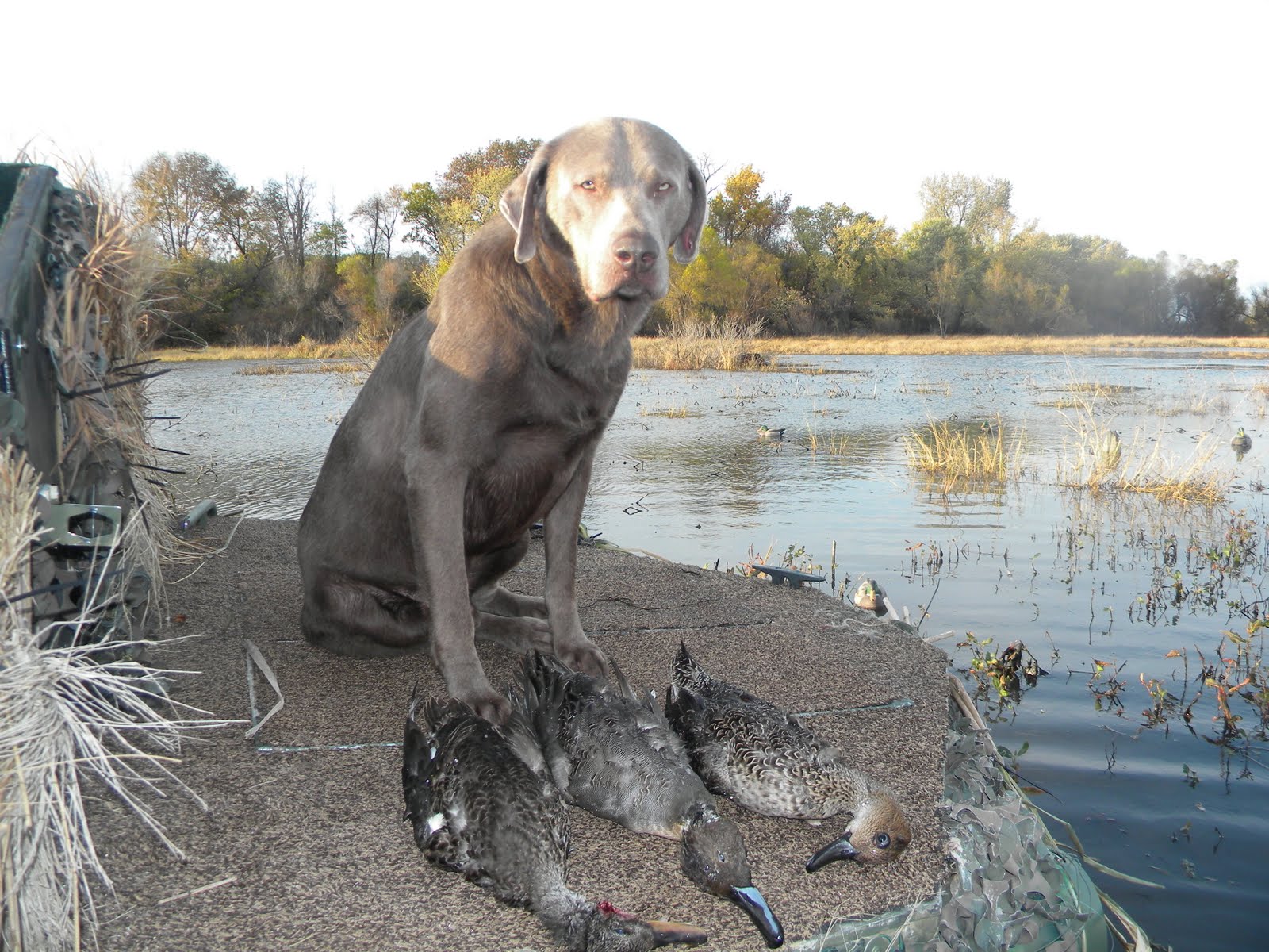 Pinyan Labs HighQuality Silver Labs from a Labrador Breeder You Can