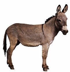 [Donkey-2123.jpg]