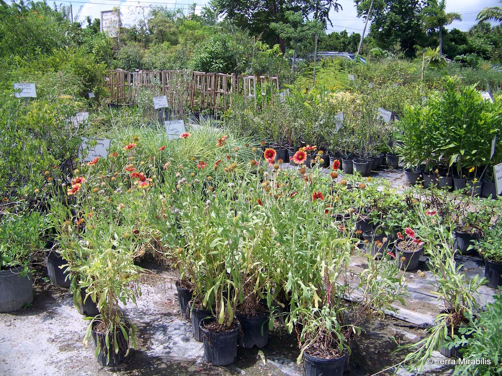 Terra Mirabilis A visit to a native plant nursery