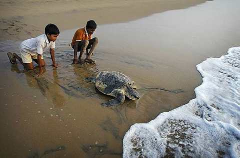 [Olive+Ridley+2.jpg]