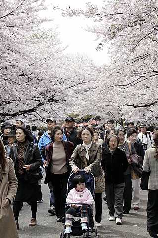 [cherry+blossoms+9.jpg]