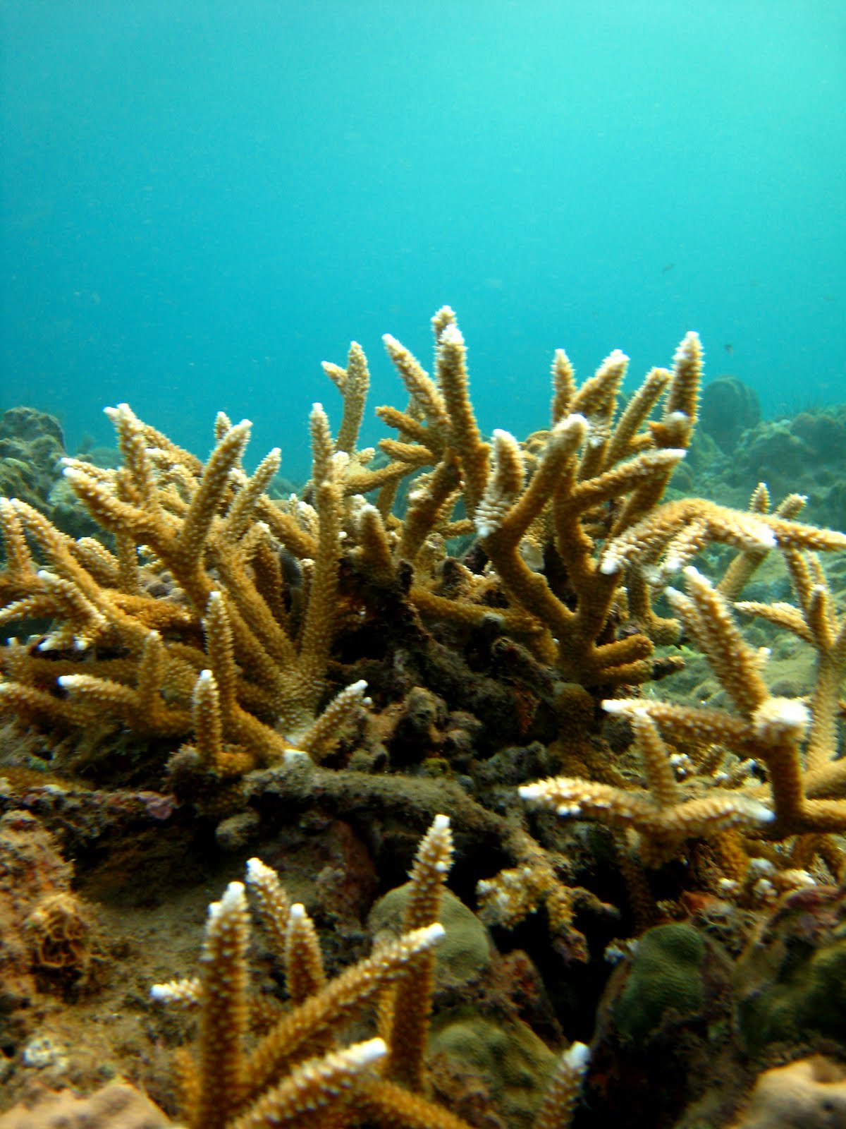 Marine Life of Puerto Rico Coral Species