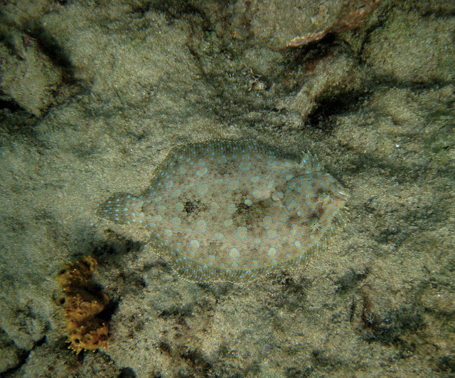 Marine Life of Puerto Rico Fish Species
