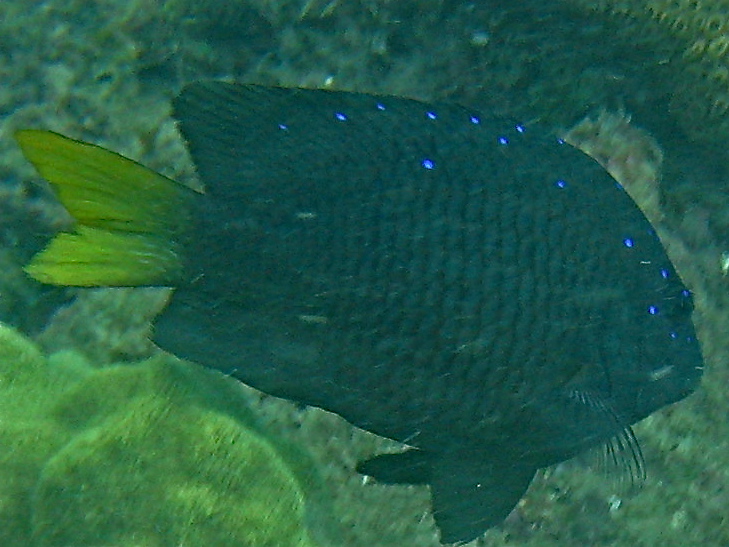 Marine Life of Puerto Rico: Fish Species