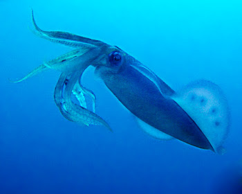 Eging tropical squid fishing