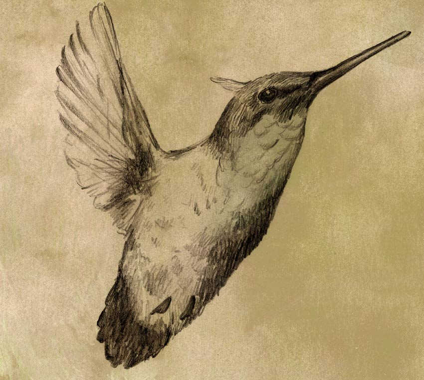 [colibri.jpg]