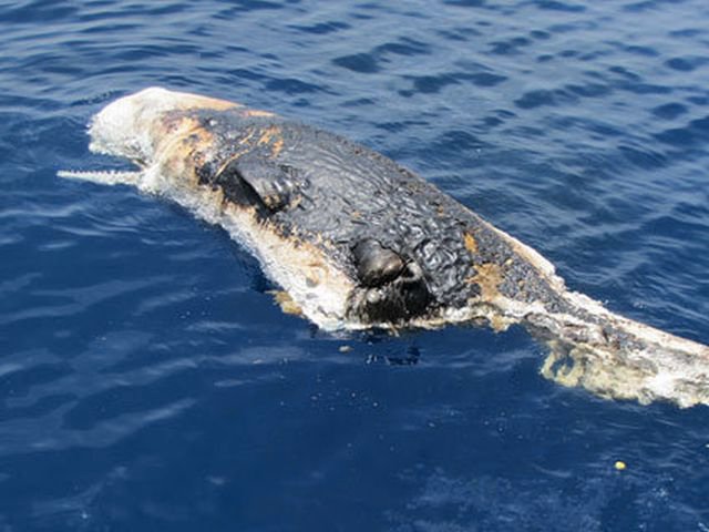 whales and Oil spills sperm Ringus recommend Femdom tied handjob